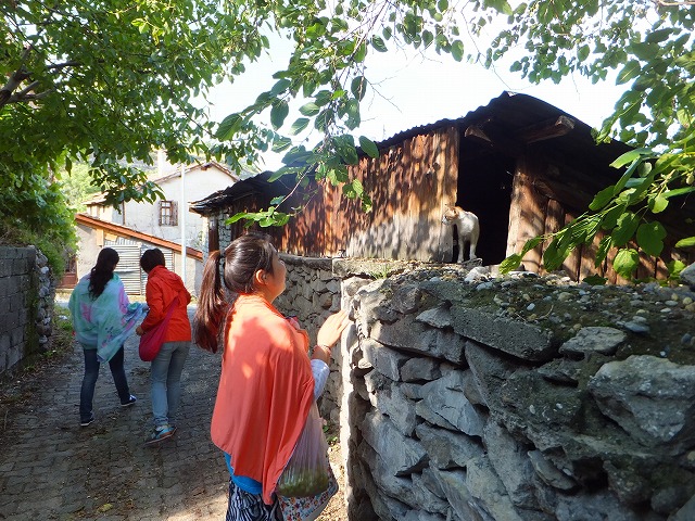 猫とご対面：サフランボル