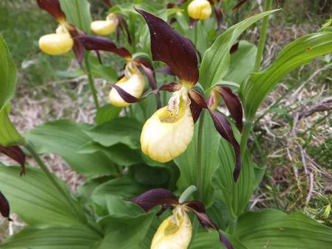 世界の珍しい植物：スイス