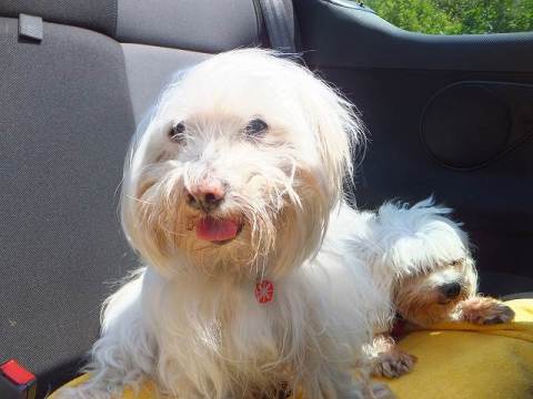 マルチーズの親子：ドイツにて