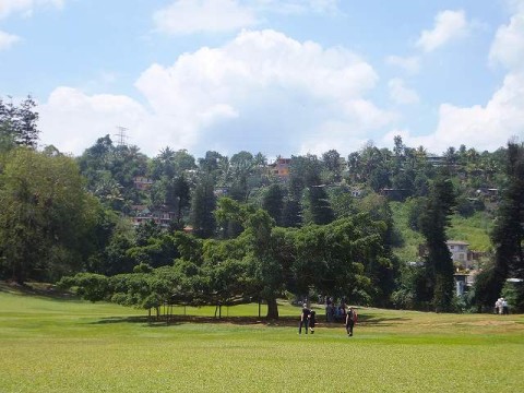 この木なんの木気になる木：キャンディ植物園、スリランカ