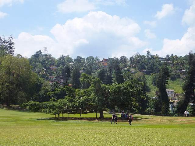 この木なんの木気になる木：キャンディ植物園、スリランカ