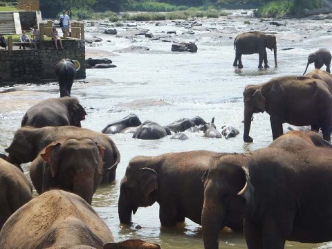 水浴びをする小象たち：ピンナワラの象の孤児院