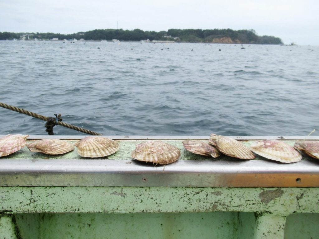 南三陸：金比羅丸さんホタテとり体験ツアー