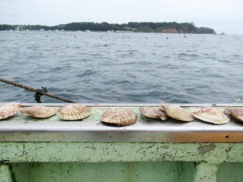 南三陸：金比羅丸さんホタテとり体験ツアー