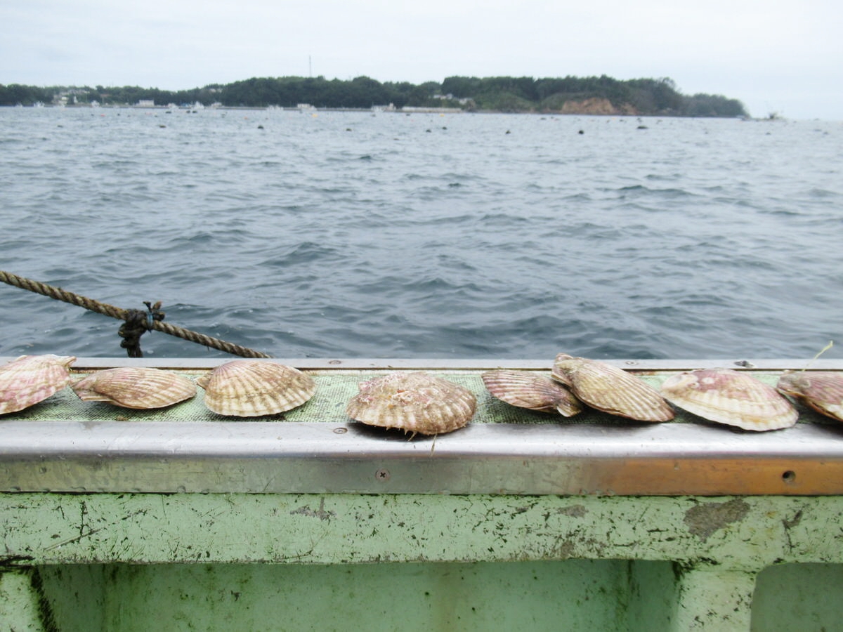 南三陸：金比羅丸さんホタテとり体験ツアー