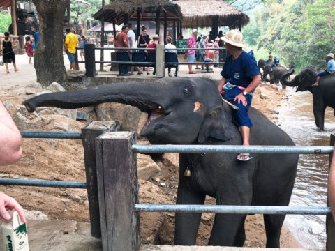 象の怖い顔！メーサー・エレファントキャンプ：チェンマイ旅行